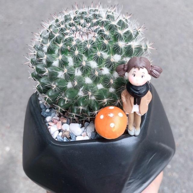 Chậu xương rồng