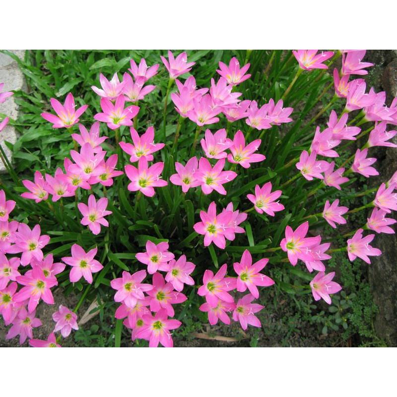 100 Củ giống hoa huệ mưa