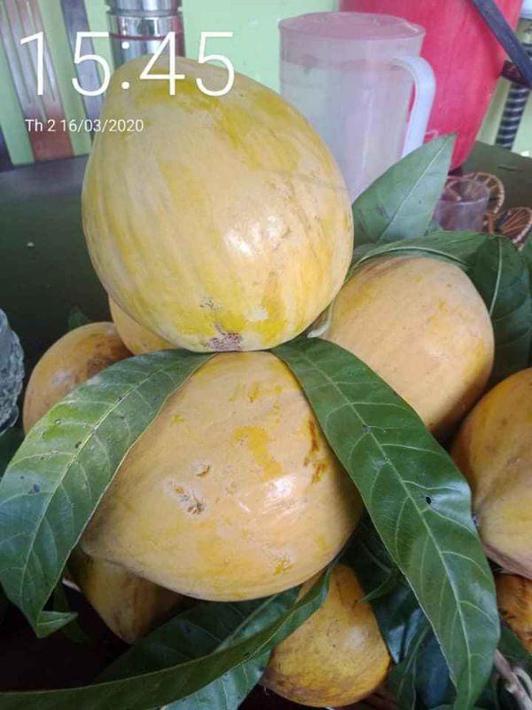 Cây lêkima thái .. 8 tháng cây cho trái