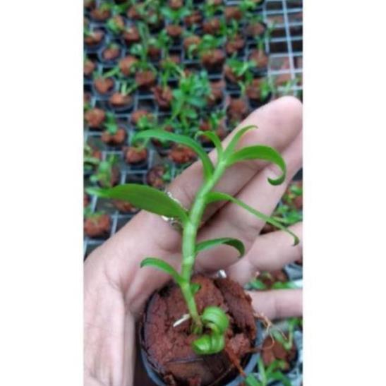 Hoa lan Giả Hạc 5ct Mắt Nai