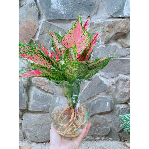 Chậu Cây Vạn Lộc Thuỷ Sinh