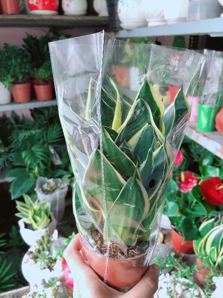 Lưỡi Hổ Thái Xanh