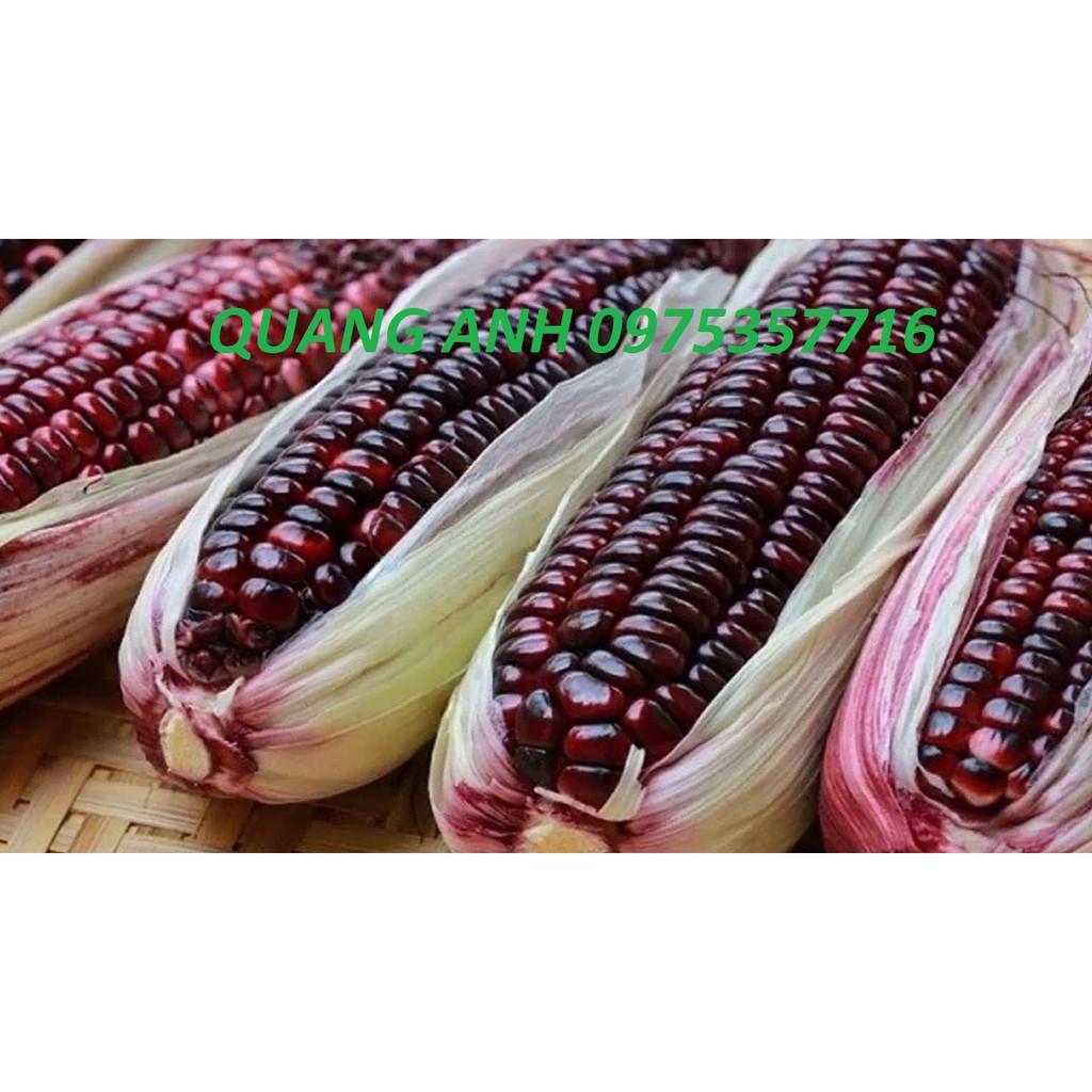 HẠT GIỐNG NGÔ NẾP TÍM NGỌT KR99 F1