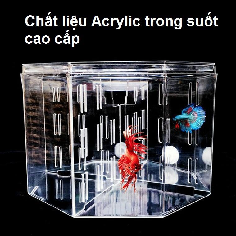 Bể nuôi cá chọi betta 4 ngăn trong suốt