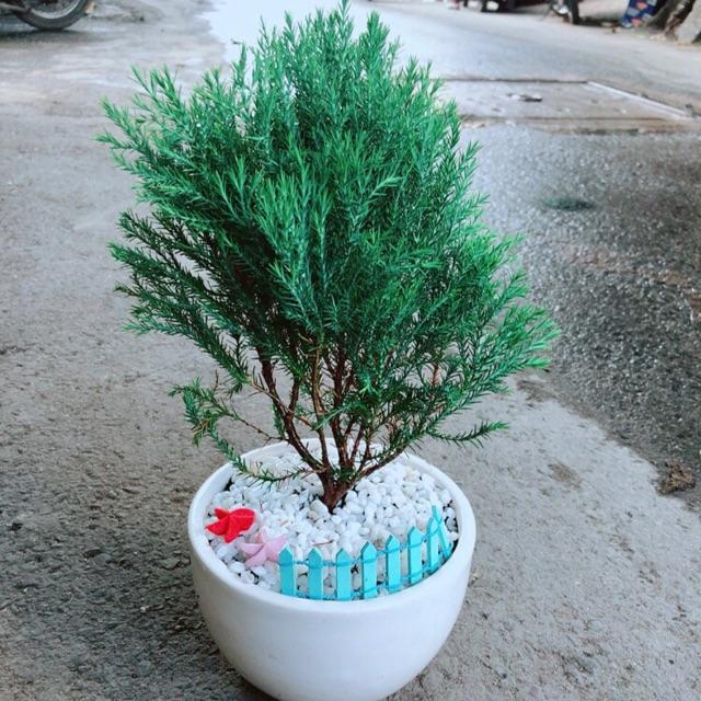 Chậu Tùng Bồng Lai