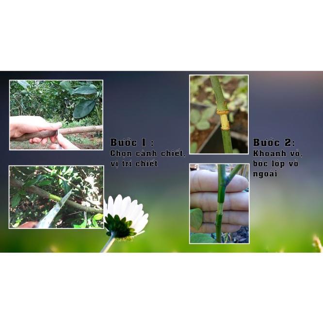 Bầu nhựa chiết cành, ươm cây thông minh kích thước 6cm