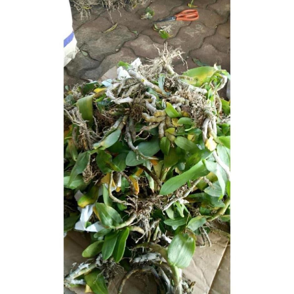 Hoa lan Hoàng Thảo Trầm 6 cánh