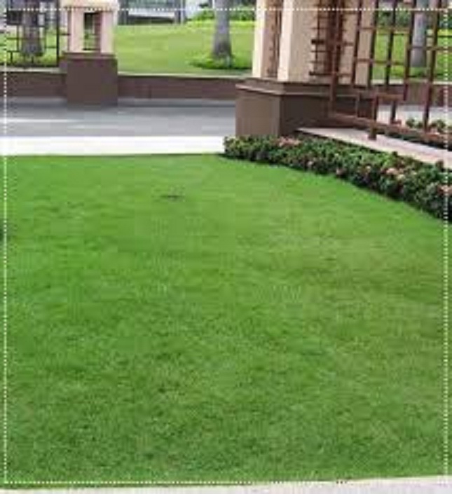 Gói 50 gram.Hạt giống cỏ nhung nhật ,cỏ thảm,lá dài 2cm