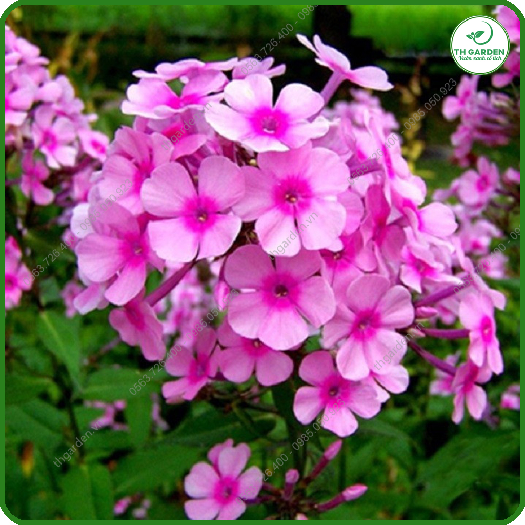 Hạt Giống Hoa Thanh Trúc Mix Nhiều Màu TH Garden - Siêu Đẹp Tuổi Thọ Cao, Hạt Giống Dễ Trồng Dễ Chăm Sóc, Hoa Thơm, Bền Màu, Lâu Tàn