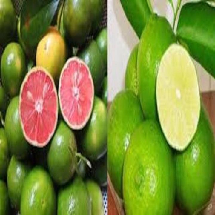 Combo 10 Cây giống chanh đào