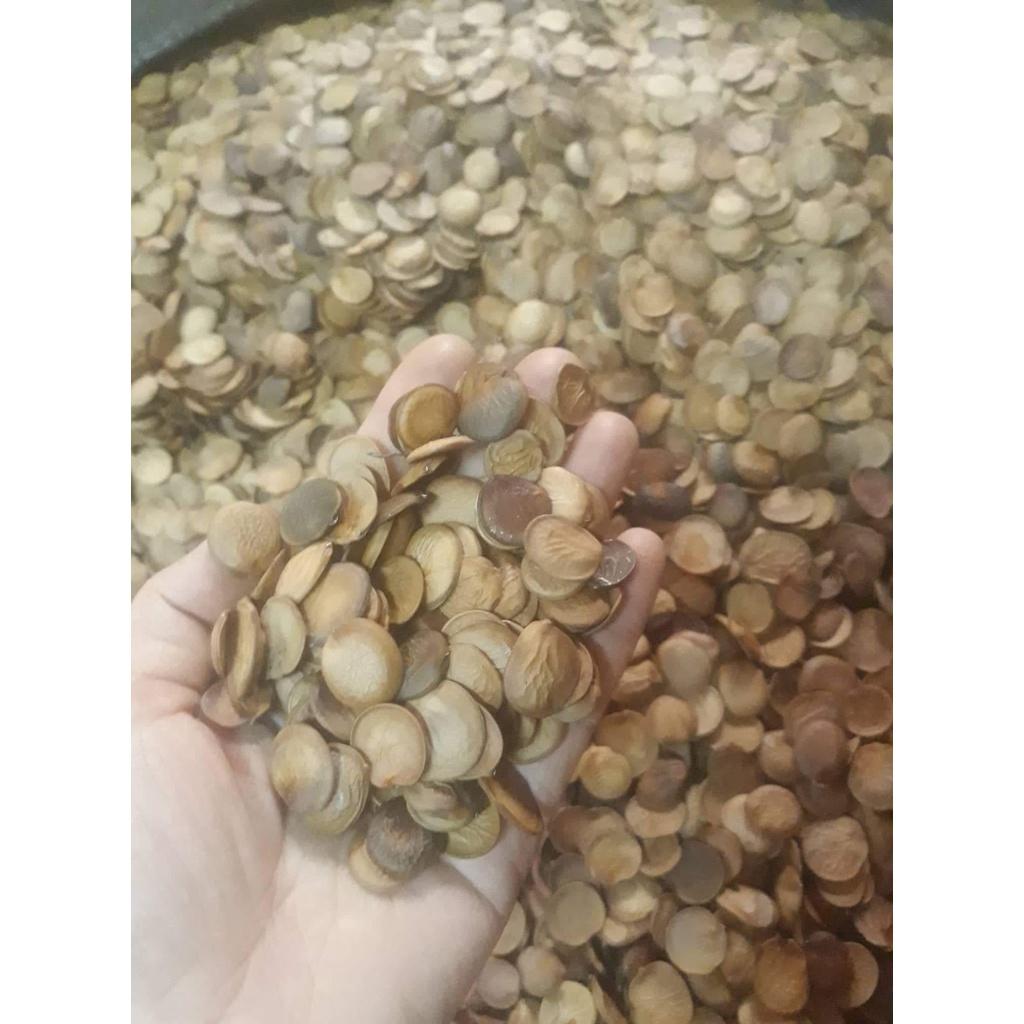 1kg Hạt giống ban tây bắc