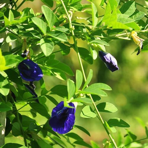 30 Hạt Giống Hoa Đậu Biếc Nhà Trồng