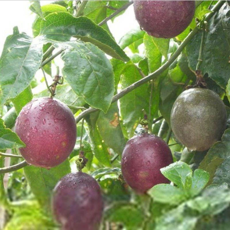 CÂY GIỐNG CHANH LEO TÍM