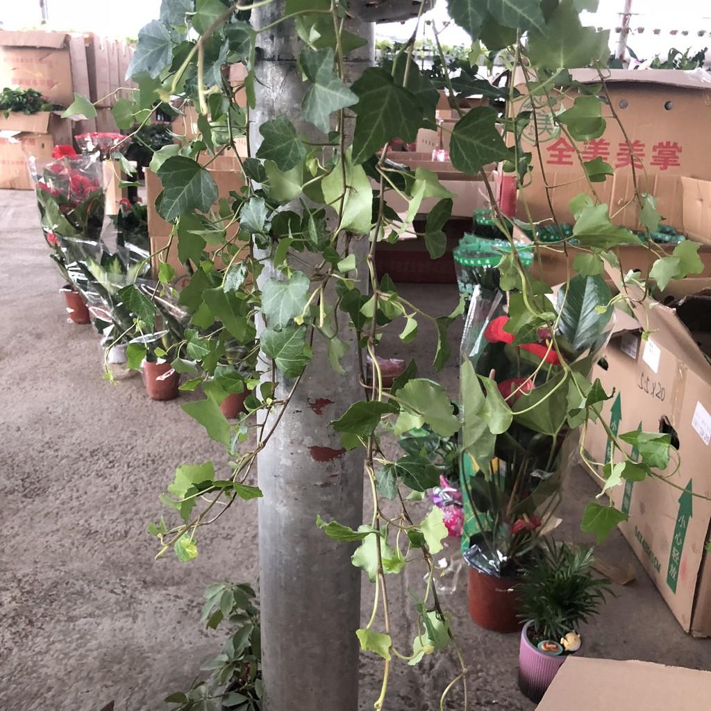 Cây thường xuân chậu treo, ngọn dài 20-25cm lá đẹp sức sống khỏe dễ chăm sóc thích hợp treo ban công sân vườn quán cafe