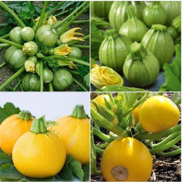 Combo 2 gói hạt giống bí ngòi tròn xanh,vàng-gói 10 hạt-tặng kèm gói phân bón lót