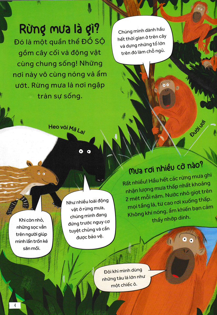 Những Câu Hỏi Tò Mò Và Giải Đáp Thú Vị Về Rừng Mưa _HH