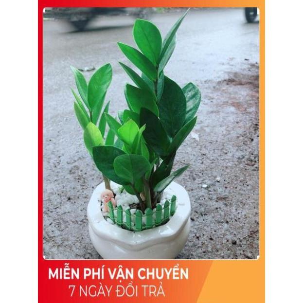 Chậu Kim Tiền Thái