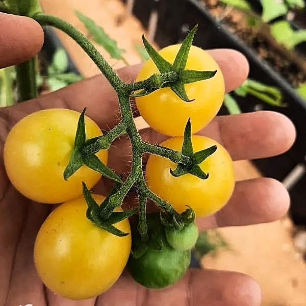 Hạt giống cà chua cherry vàng ngọt ORANGE CHARM 403 gói 5 hạt