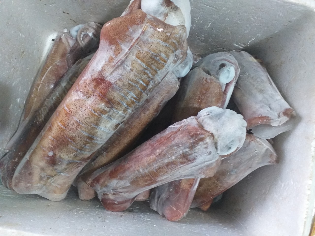 MỰC ỐNG 4CON/KG