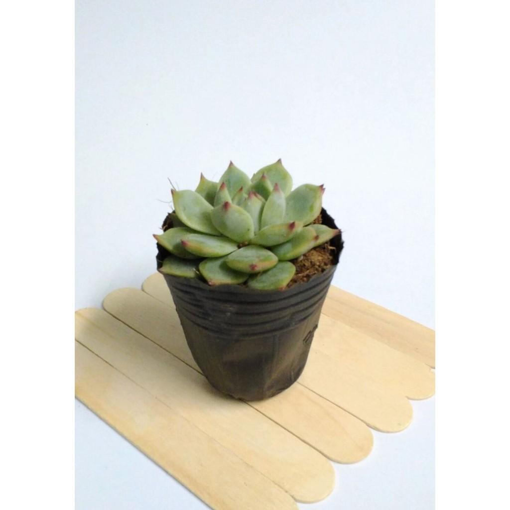 Sen đá bầu nhỏ ngẫu nhiên size 5-8cm FREESHIPĐã thuần khí nóng Bao đẹp