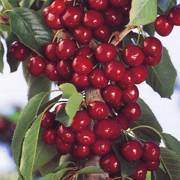 Cây cherry anh đào cao 1m có quả sau 6 tháng (Ảnh thật)