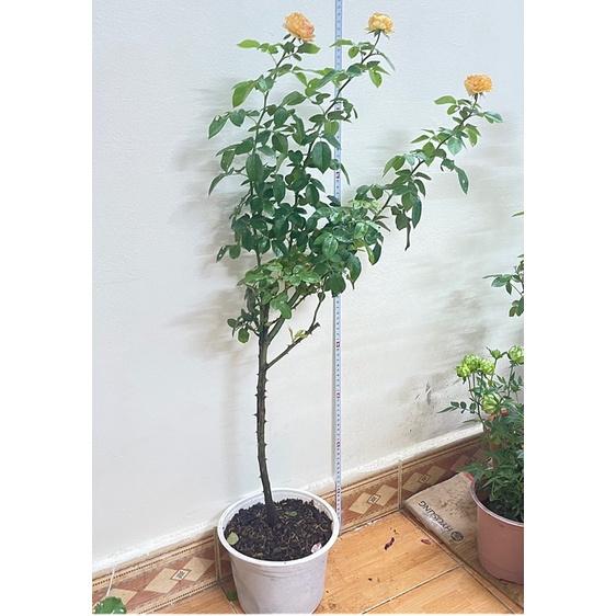 Hoa hồng ngoại thân gỗ dáng tree honey caramel lâu tàn cao 90 cm Nguyên bản