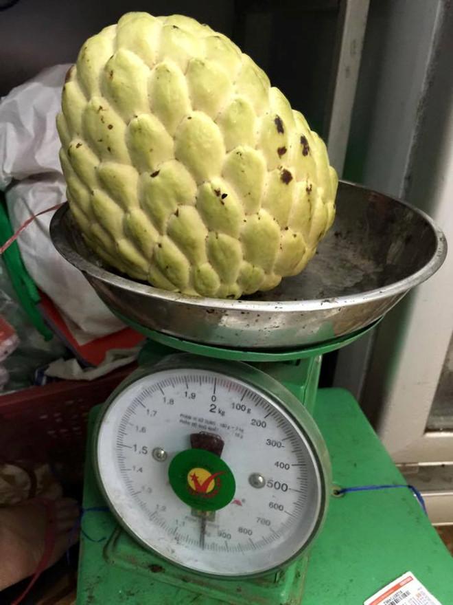 Na thái lan, cây giống na thái lan giống nhập khẩu
