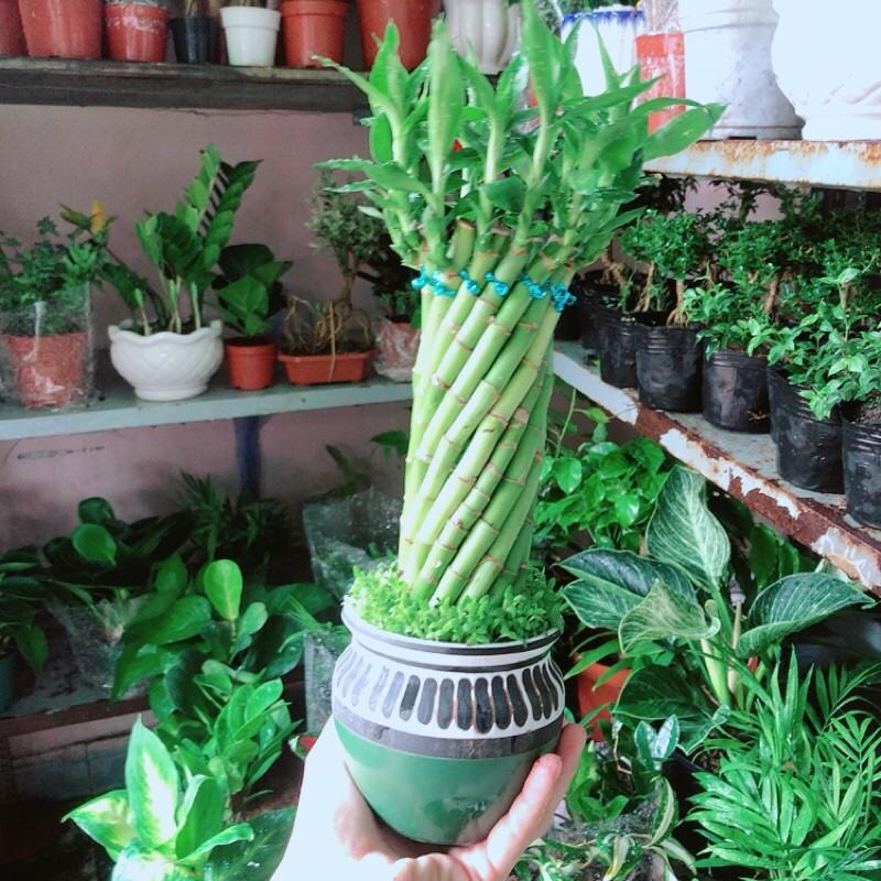 Chậu Trúc Phát Tài Xoắn