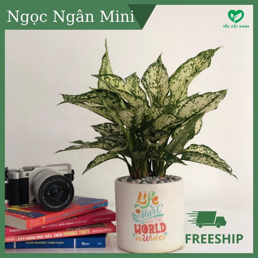 Cây Ngọc Ngân Để Bàn Mini