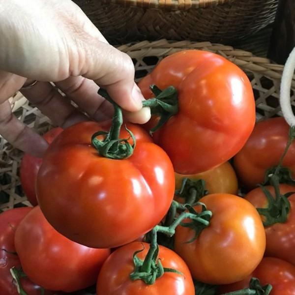 Cà chua beef Vietgap Đà Lạt