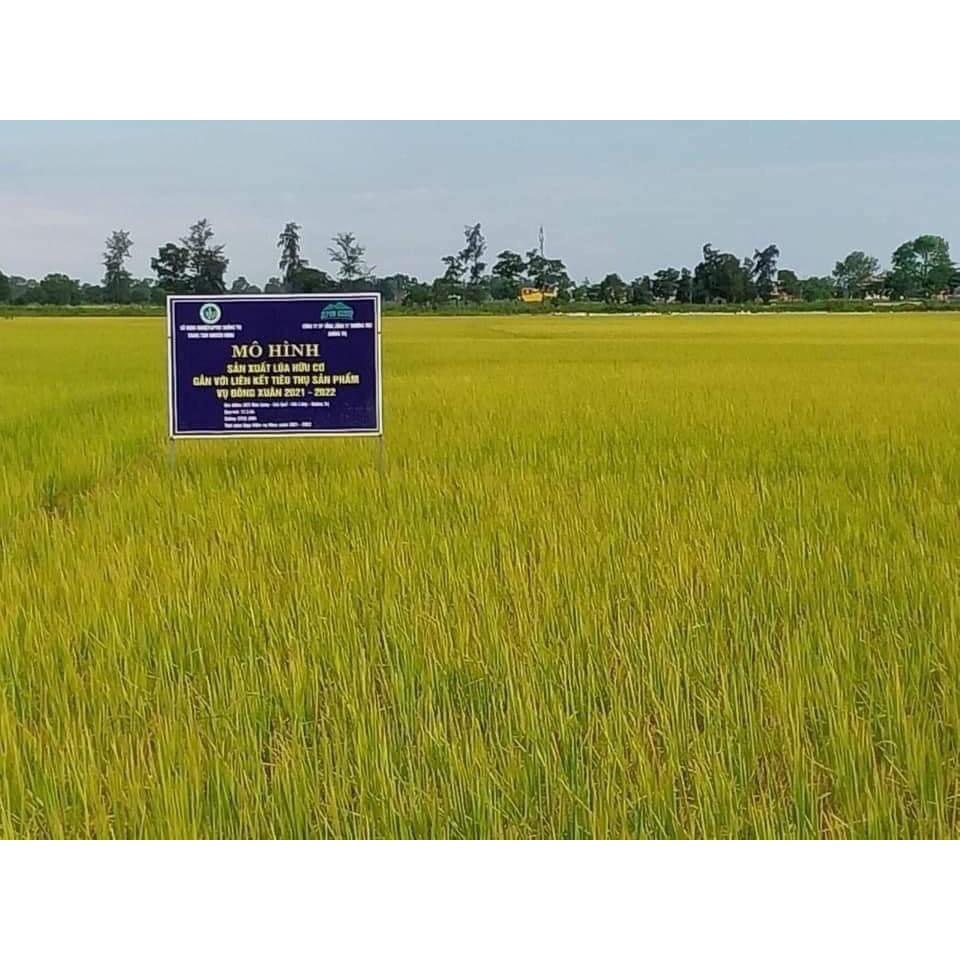 Gạo VIETGAP SEPON - Giống ST25- Gạo ngon nhất thế giới . 5kg