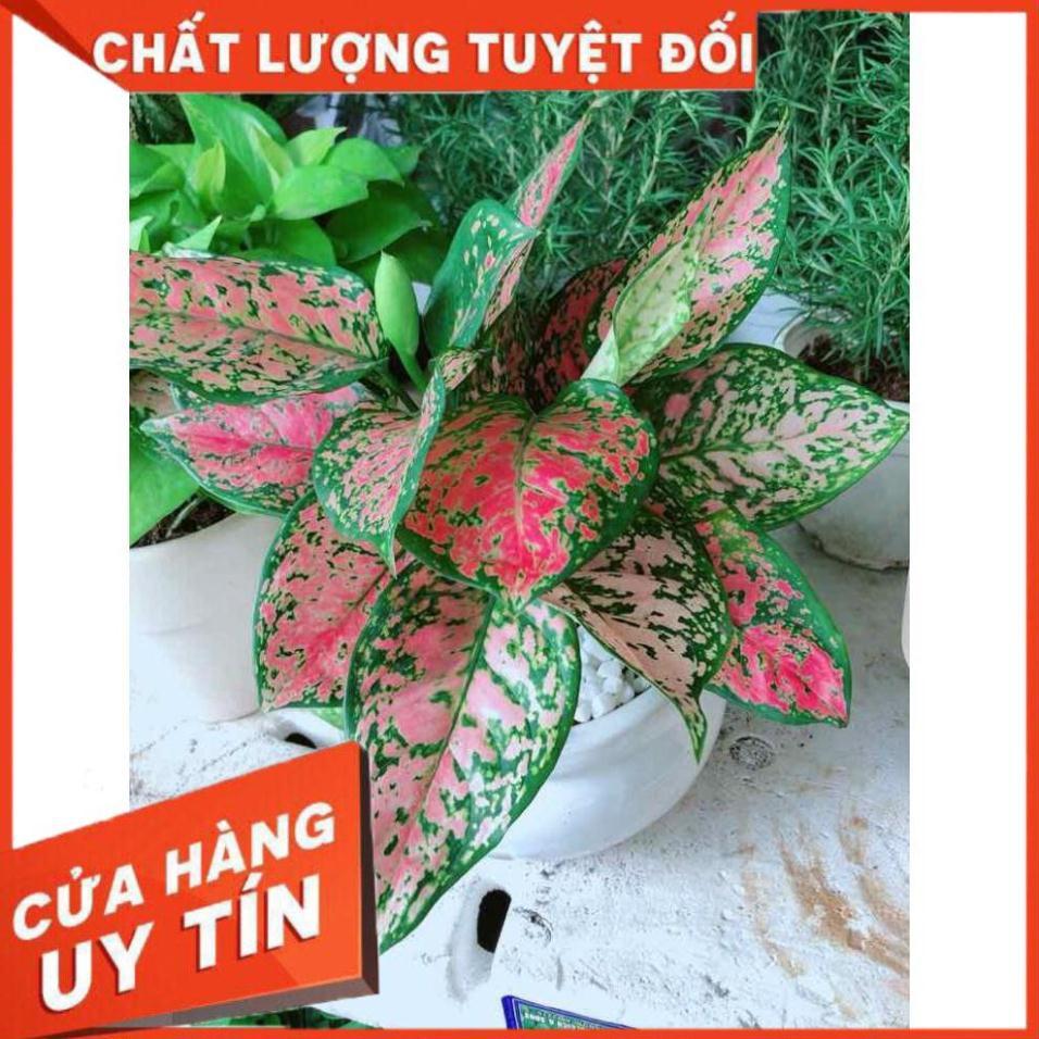 Chậu vạn lộc Nhiều Người Mua