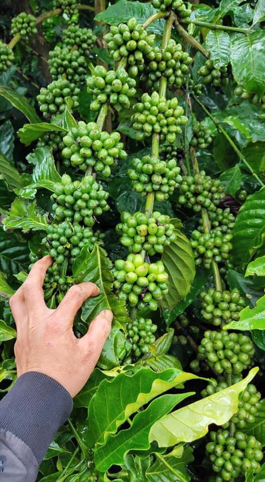 1 KG HẠT GIỐNG CÀ PHÊ HỮU THIÊN LÁ XOÀI [ CÀ PHÊ VỐI LÁ XOÀI CAO SẢN ] HẠT TUYỂN CHỌN BAO NẢY MẦM.