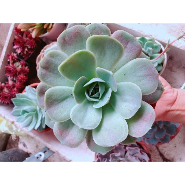 Chậu sen đá hồng size đại