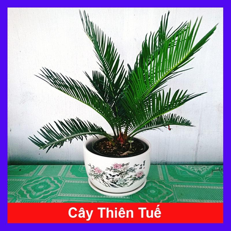 Cây Thiên Tuế - cây cảnh để bàn + tặng phân bón cho cây mau lớn