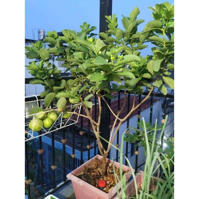 Cây ổi Đài Loan Lê
