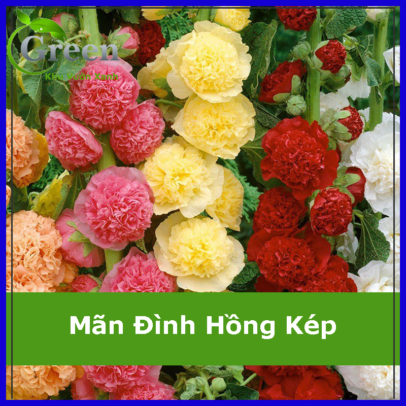 Hạt Giống Hoa Mãn Đình Hồng Kép Nhiều Màu Mix