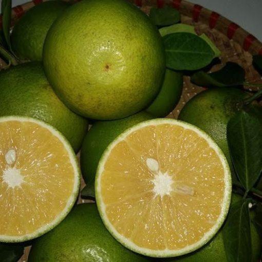 Cây Cam Dây giống siêu sớm