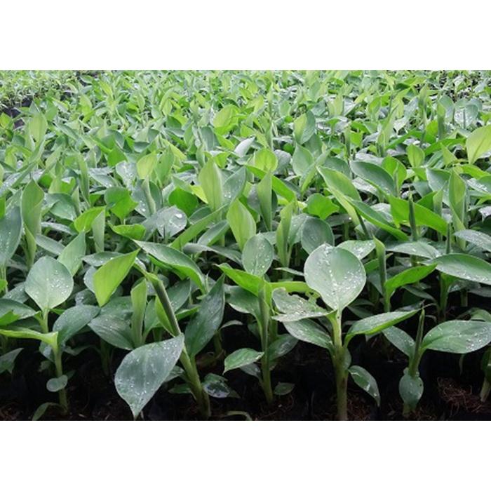 CÂY GIỐNG CHUỐI TIÊU HỒNG CẤY MÔ .