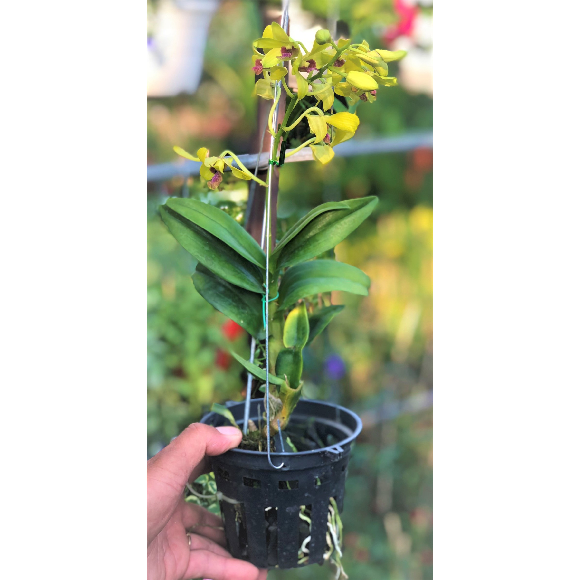 Chậu lan denro Yaya trồng nơi có ít nắng