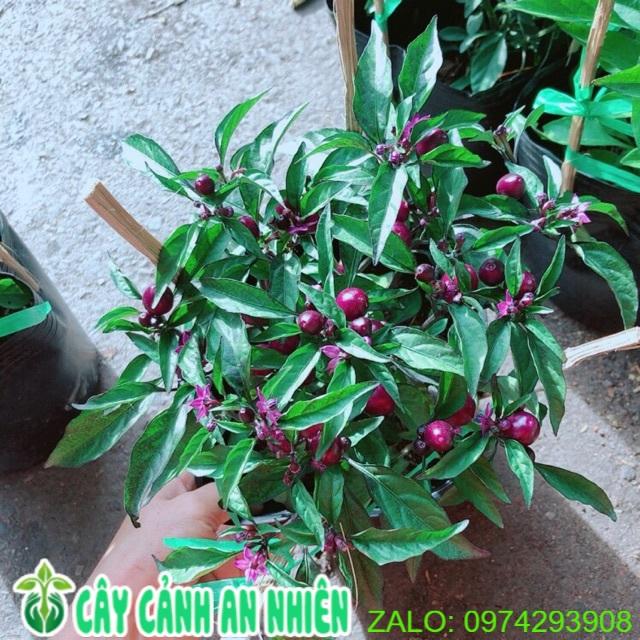 Ớt Tím Kiểng