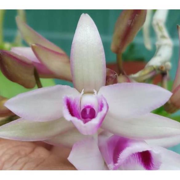 Sản Phẩm hoa phong lan - phi điệp nù tam bố