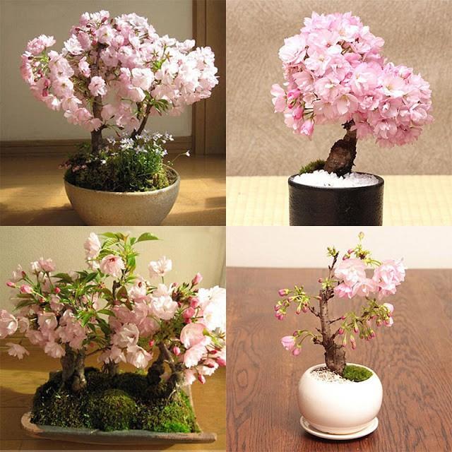 Hạt giống hoa anh đào nhật 10 hat