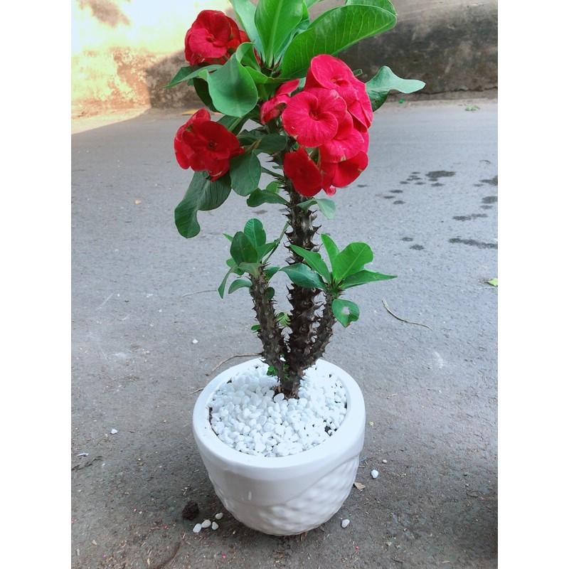 Chậu Xương Rồng Bát Tiên