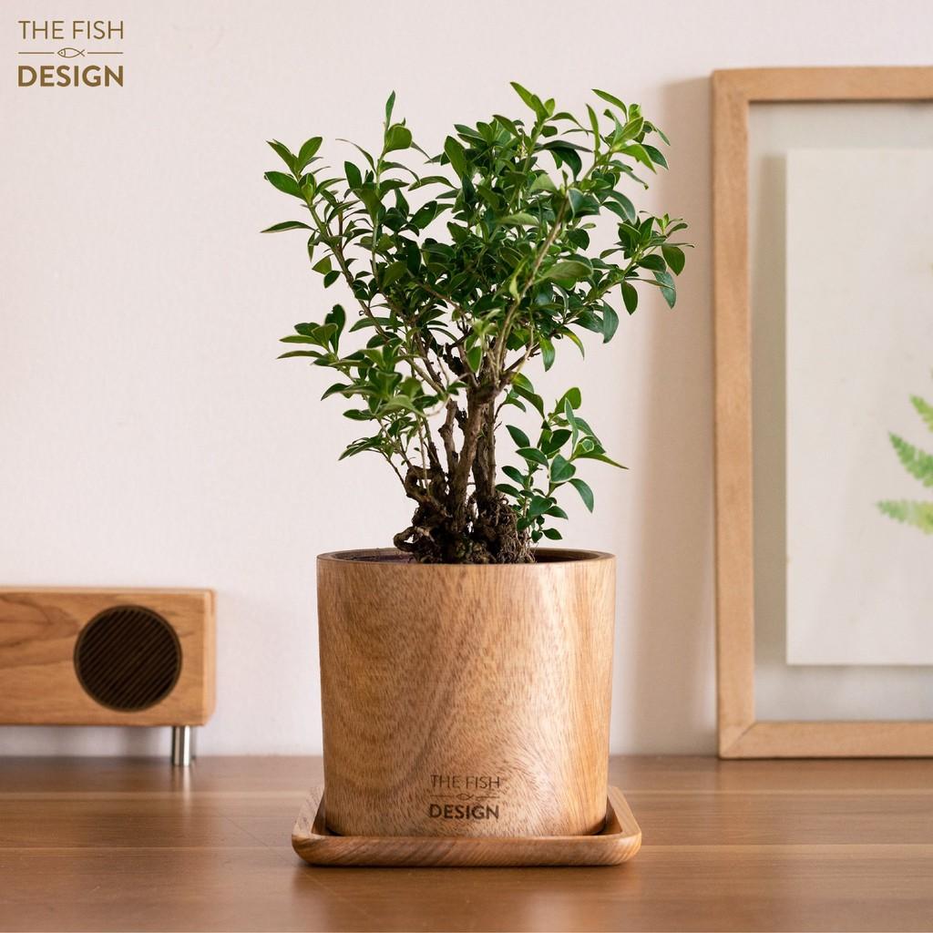 Chậu cây Bạch Tuyết Mai bonsai hợp nhất với người mệnh Kim, đại diện cho sức khỏe và sự trường thọ, đem đến sự phồn vinh, thịnh vượng | size L | The Fish Design