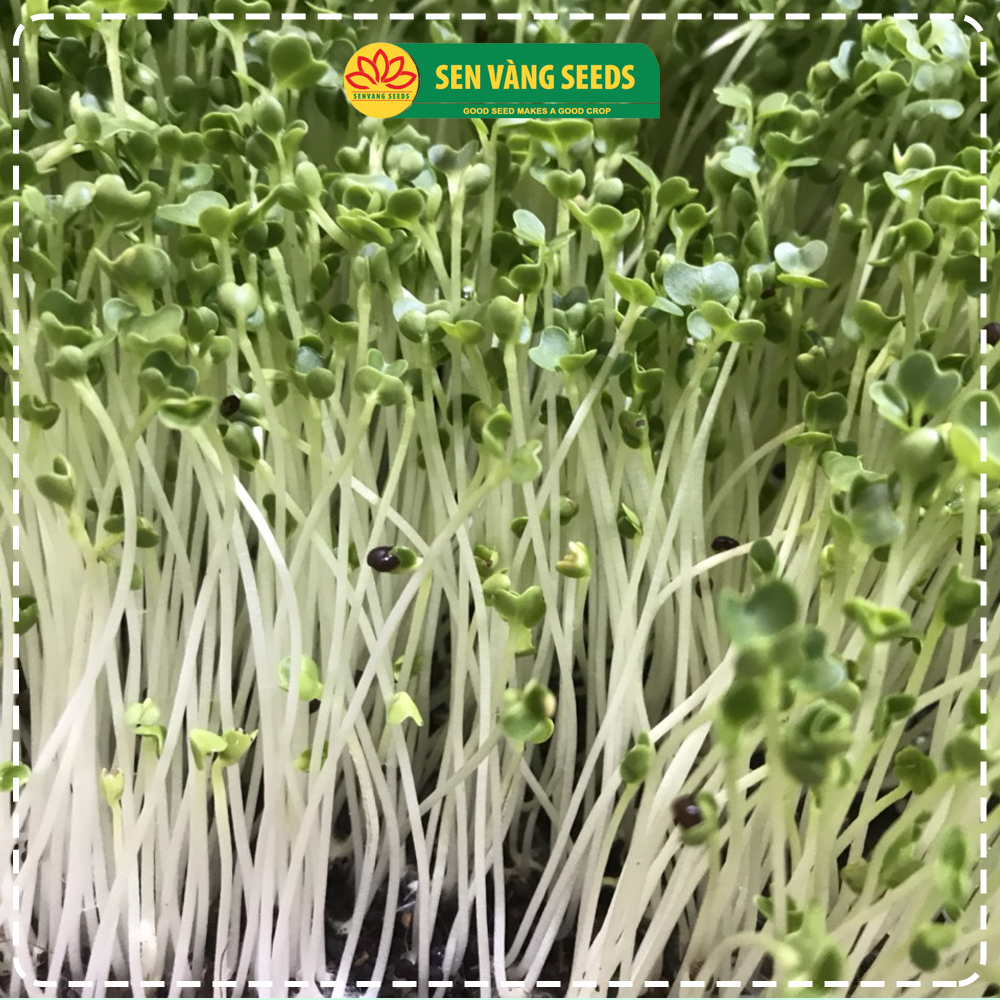Hạt Giống Rau Mầm Củ Cải Trắng (Size Trung) - Nhập khẩu New Zealand, nảy mầm &gt;95%, siêu năng suất - HẠT GIỐNG SEN VÀNG