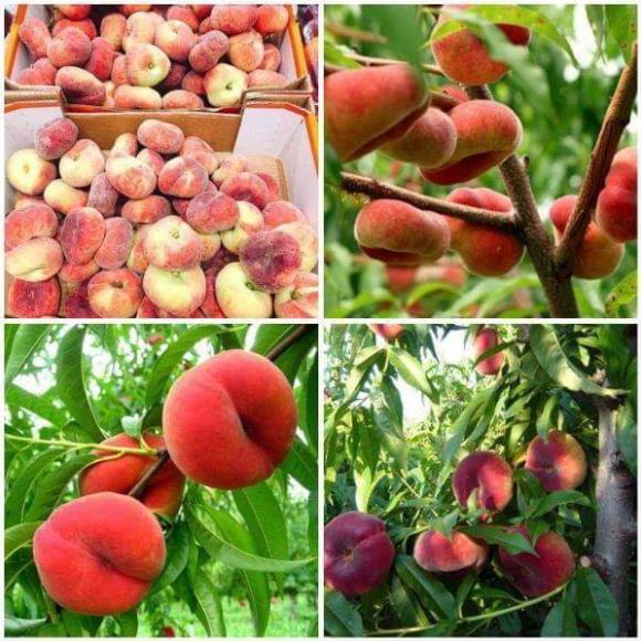 Giống đào qủa dẹt nga