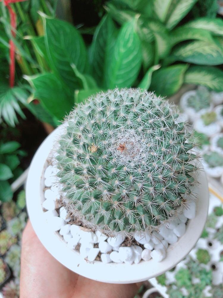 Chậu Xương Rồng