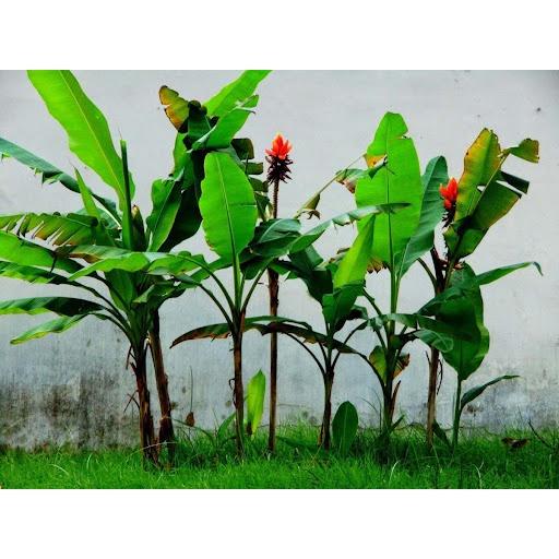 CÂY GIỐNG CHUỐI HỘT RỪNG cấy mô siêu sớm GIỐNG CHUẨN )