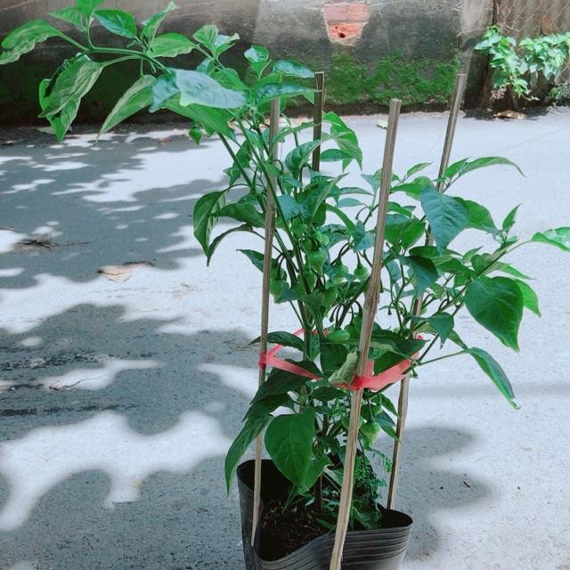 Bụi Ớt Trái Tim